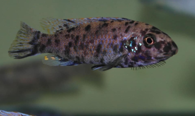 Labeotropheus trewavasae 'Chidunga Rocks'